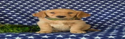 Golden Retriever dogs for sale: Colbert - Ad 2