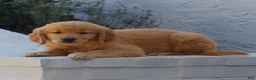 Golden Retriever dogs for sale: Brooklyn  - Ad 2