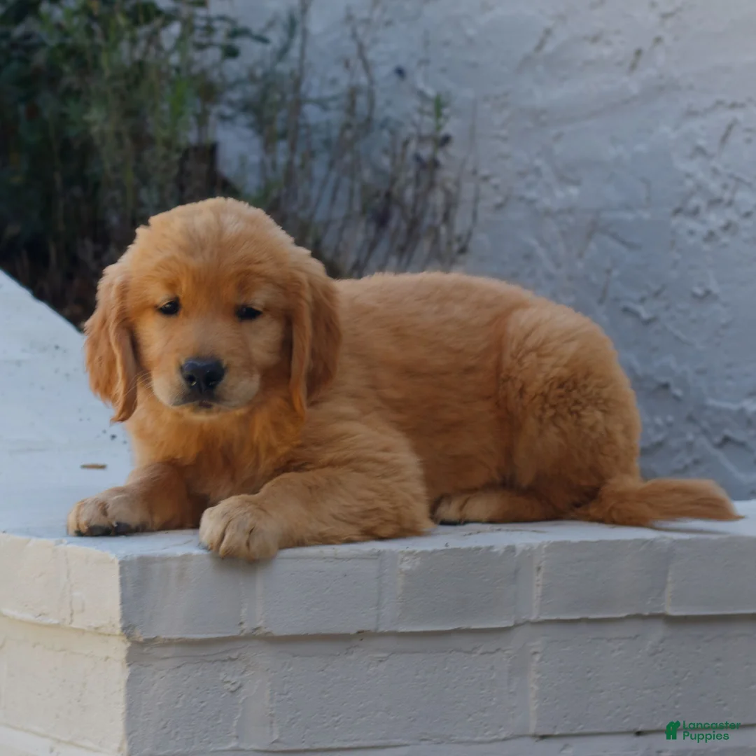 Golden Retriever dogs for sale: Brooklyn  - Ad 2