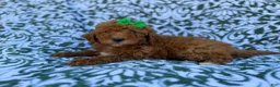 Cavapoo dogs for sale: Ava - Ad 6