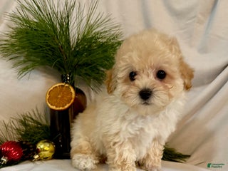 Toy Poodle dogs Gene - Ad 42