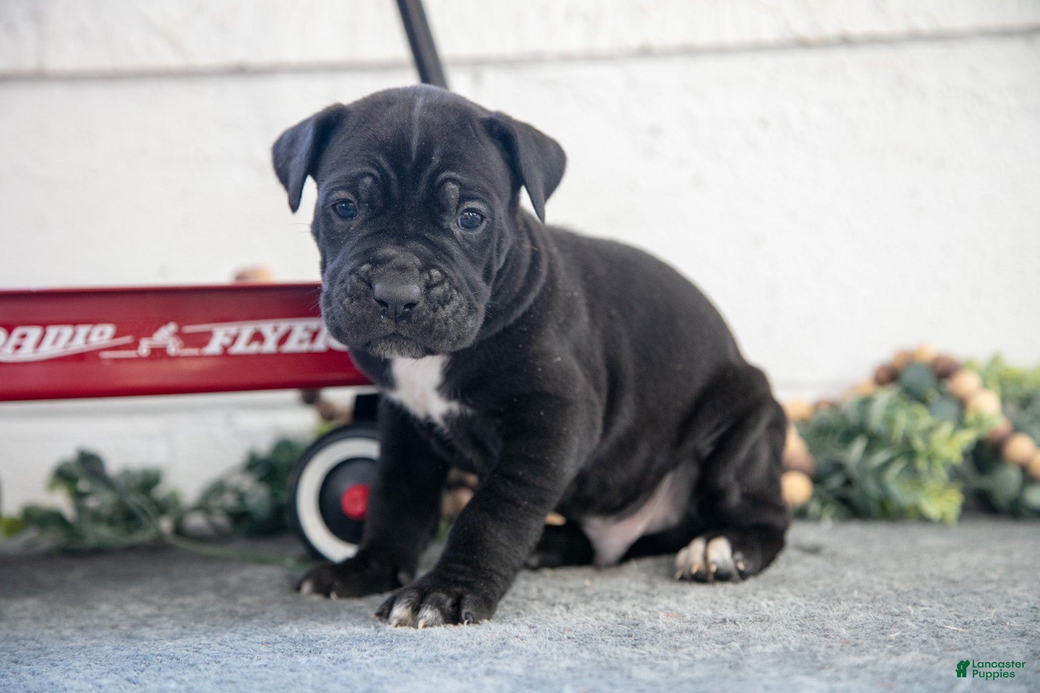 Cane Corso dogs Solider - Ad 27