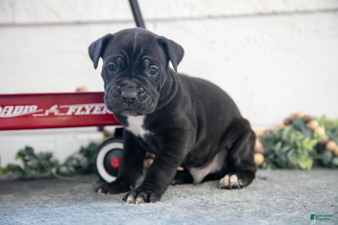 Cane Corso dogs for sale: Solider - Ad 1