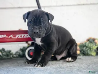 Cane Corso dogs Solider - Ad 27