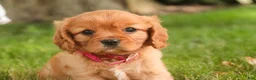 Cavalier King Charles Spaniel dogs for sale: Luna Cavalier King Charles Spaniel  - Ad 9
