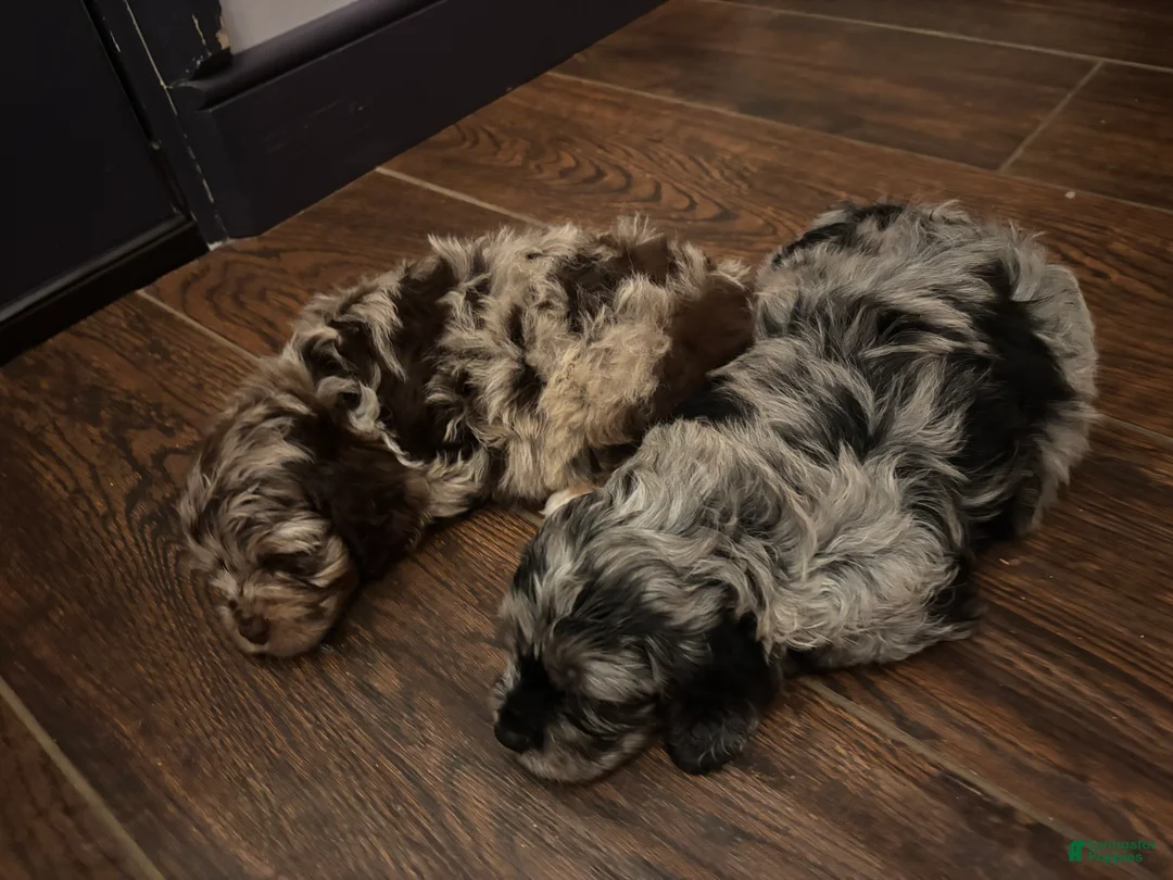 Cockapoo dogs for sale: Moses (Mo)  - Ad 3