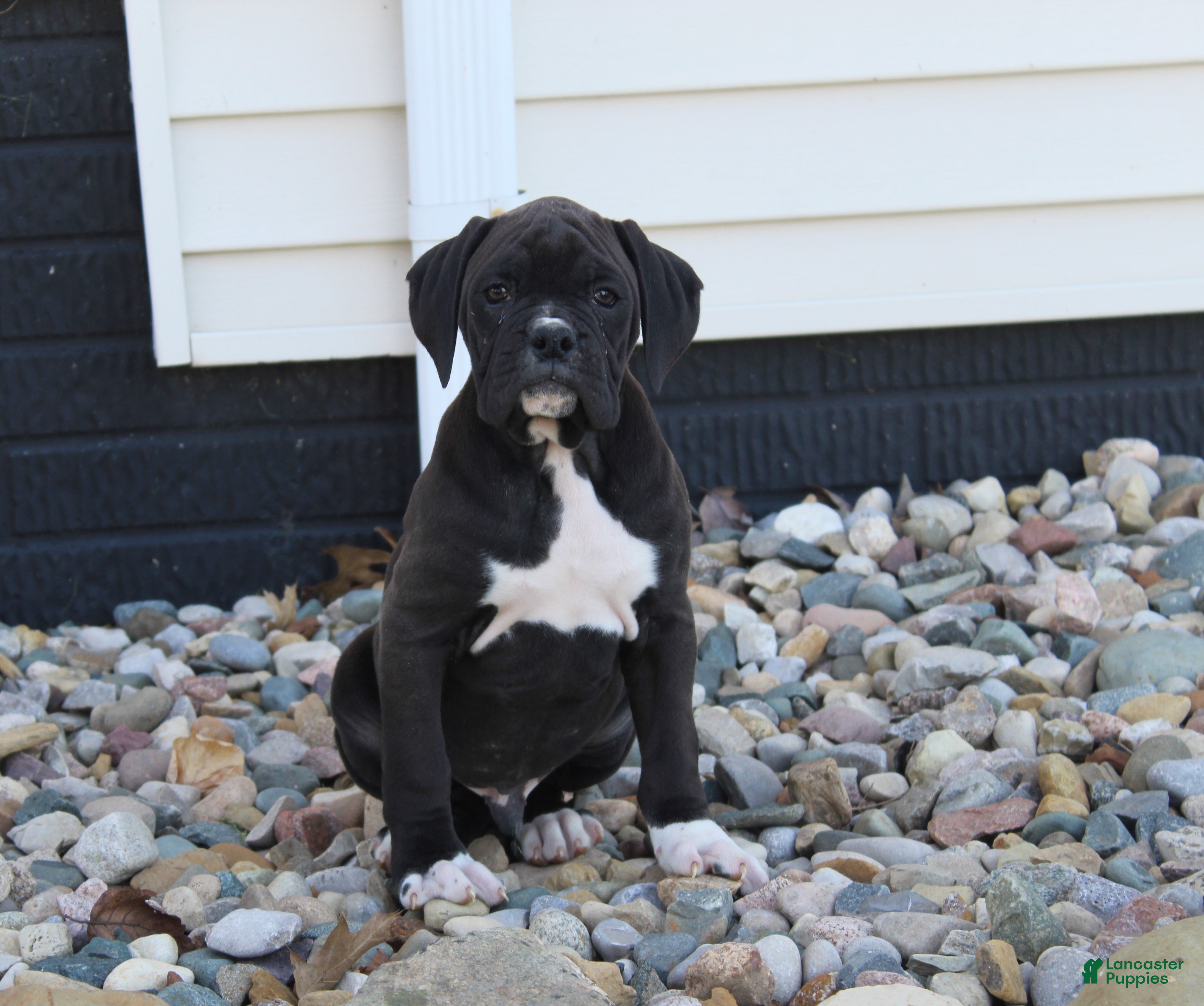 Boxer dogs Rhett - Ad 1