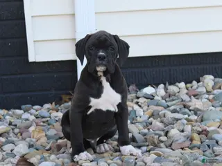 Boxer dogs for sale: Rhett - Ad 1