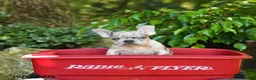 French Bulldog dogs for sale: Chip - Ad 4