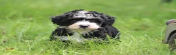 Mini Bernedoodle dogs for sale: Sawyer  - Ad 3