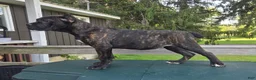 Cane Corso dogs for sale: Sadie - Ad 5