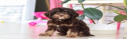 Cockapoo dogs for sale: Finn - Ad 5