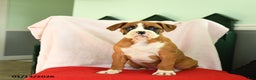 Boxer dogs for sale: Ashley - Ad 2