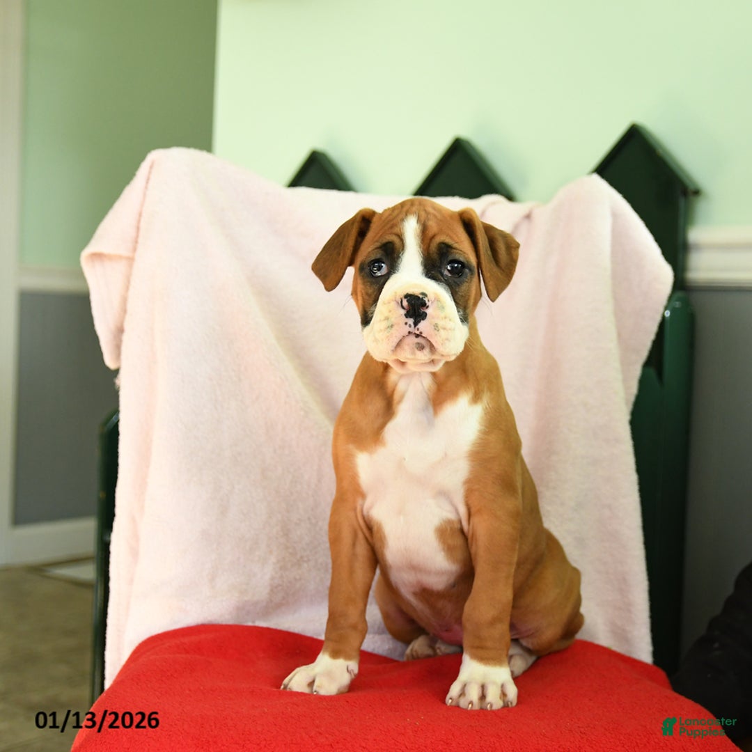 Boxer dogs for sale: Ashley - Ad 2