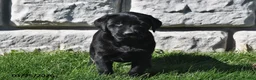 Labrador Retriever dogs for sale: Penny - Ad 2