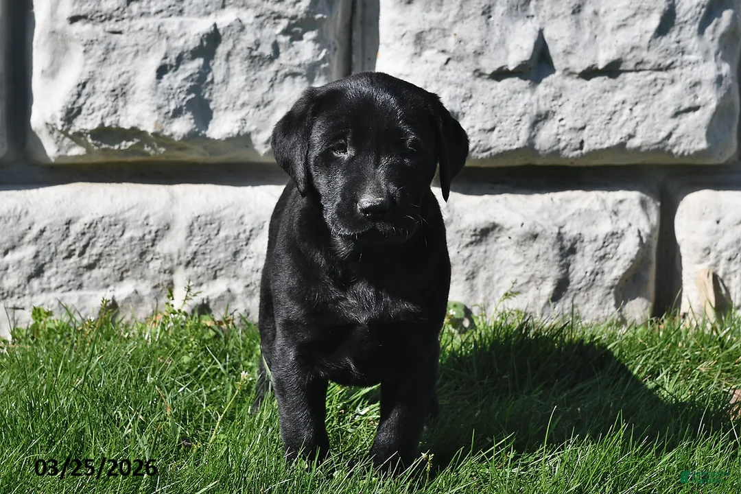Labrador Retriever dogs for sale: Penny - Ad 2