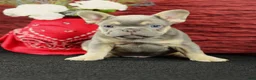French Bulldog dogs for sale: Jax - Ad 5
