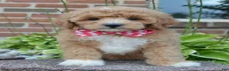 Cavapoo dogs for sale: Callie - Ad 8