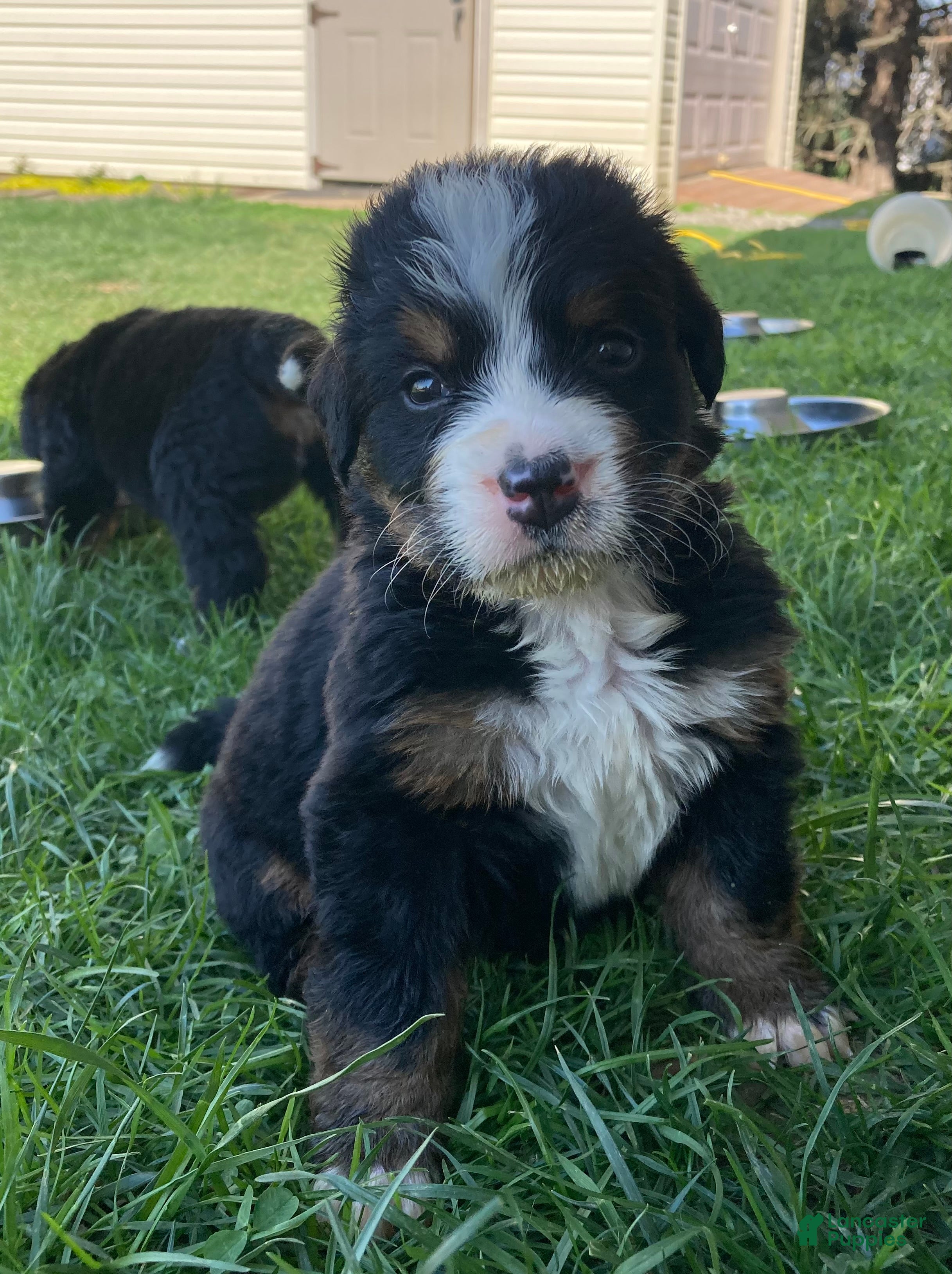 Bernese Mountain Dog dogs Smudge - Ad 1