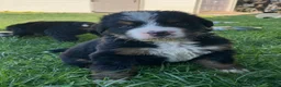 Bernese Mountain Dog dogs for sale: Smudge - Ad 7