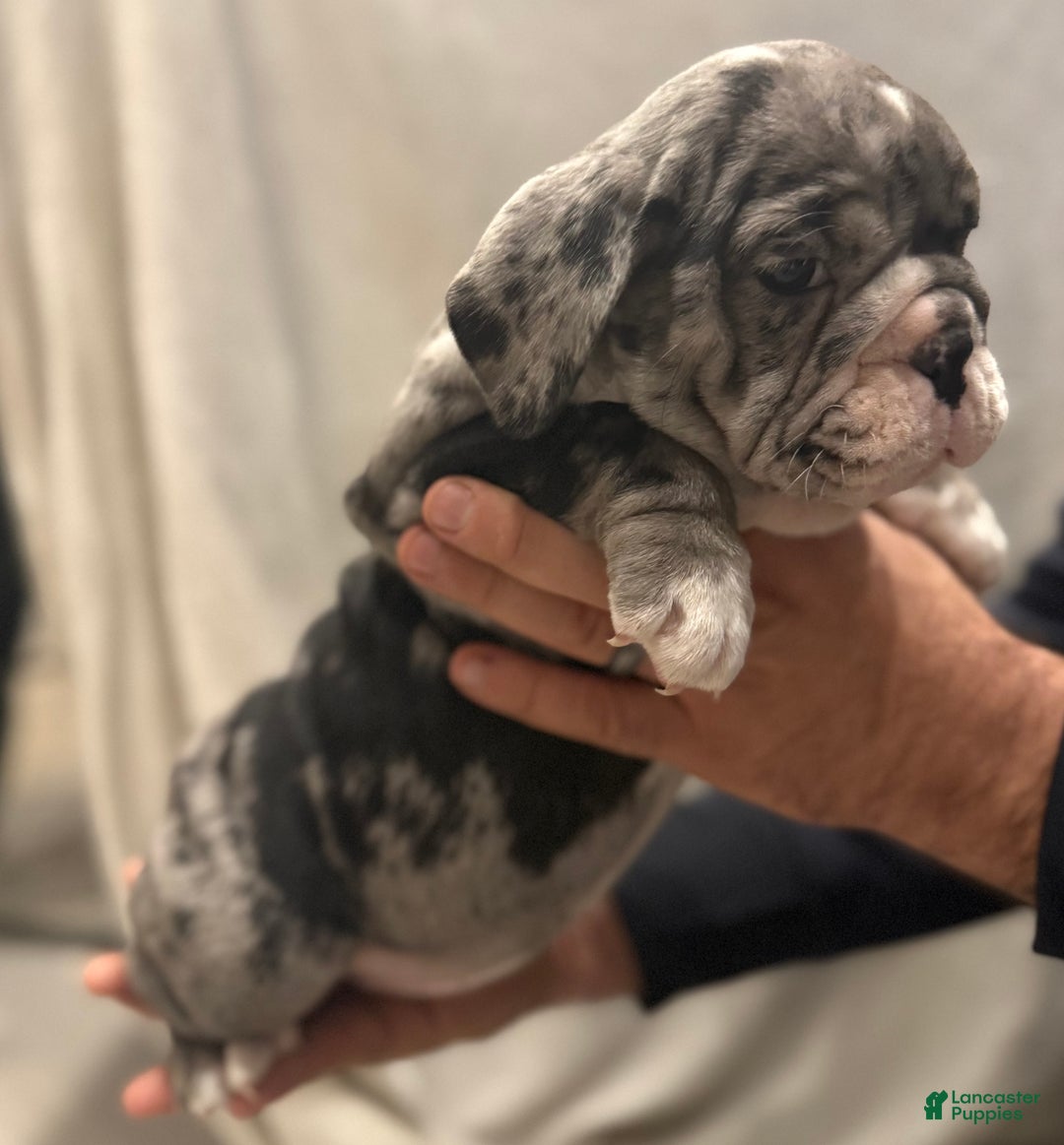 English Bulldog dogs for sale: Twinkle - Ad 3