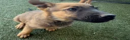 German Shepherd dogs for sale: German Shepherd Puppy 4 - Ad 10