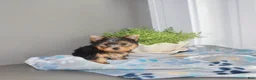 Yorkshire Terrier dogs for sale: Lily - Ad 8