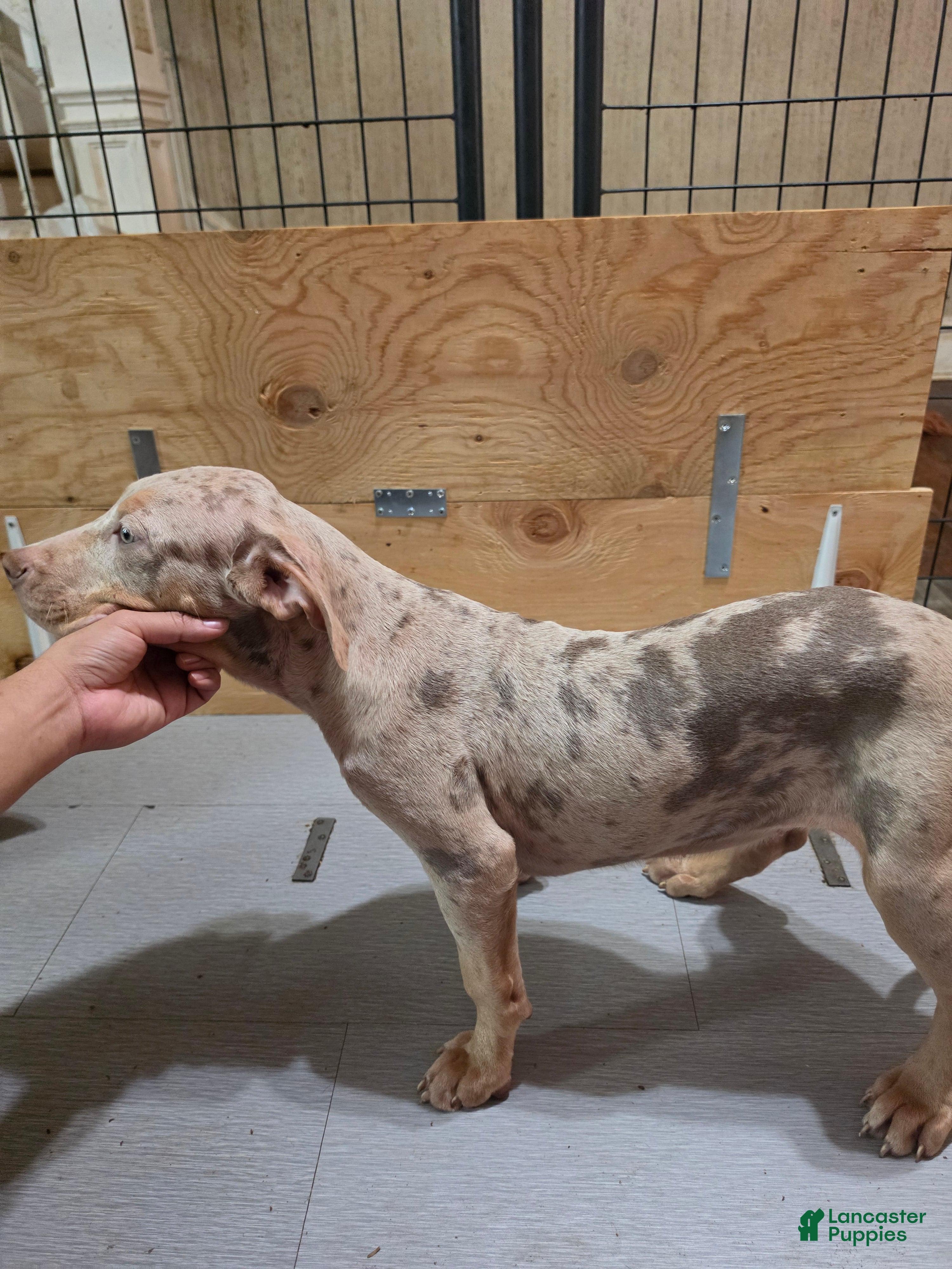 American Bully dogs American Bully 4 female - Ad 1