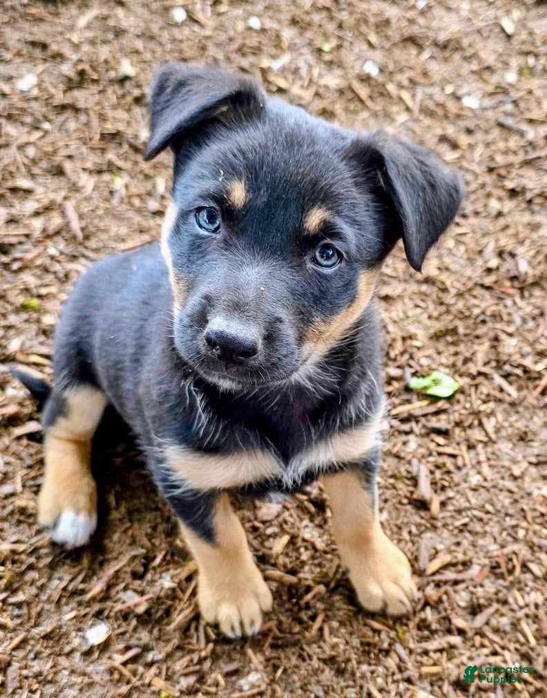 Mixed Breed dogs Kelpie/ McNab 1/4 Border Collie Blk/Tan female  - Ad 1