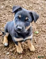 Kelpie/ McNab 1/4 Border Collie Blk/Tan female