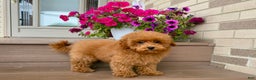 Maltipoo dogs for sale: Gorgeous - Ad 9