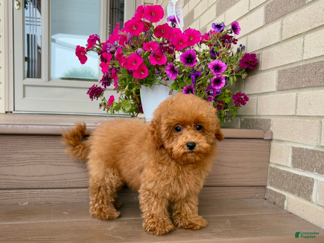 Maltipoo dogs for sale: Gorgeous - Ad 9