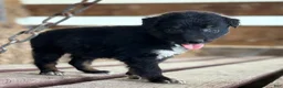 Australian Shepherd dogs for sale: Dakotah - Ad 9