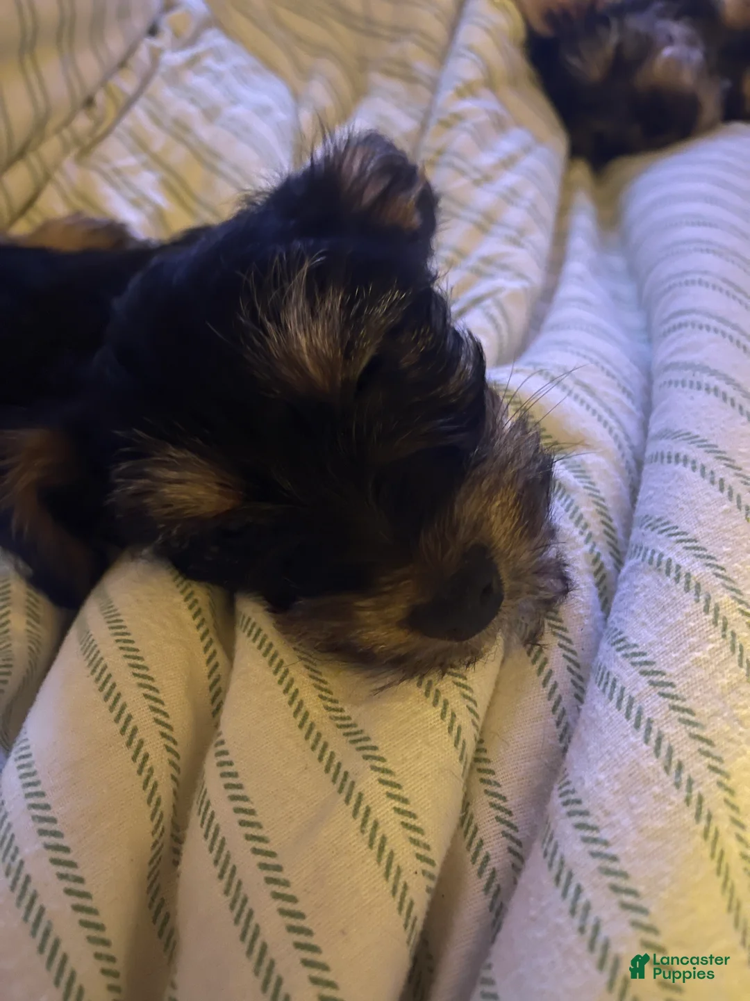 Mixed Breed dogs for sale: Simba  - Ad 2