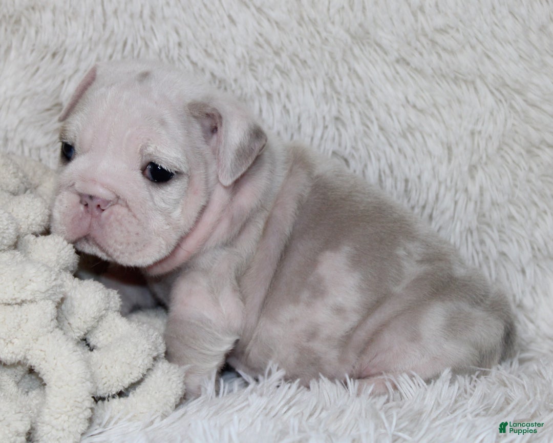 English Bulldog dogs for sale: Camilla - Ad 1
