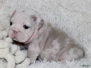 English Bulldog dogs Camilla - Ad 40