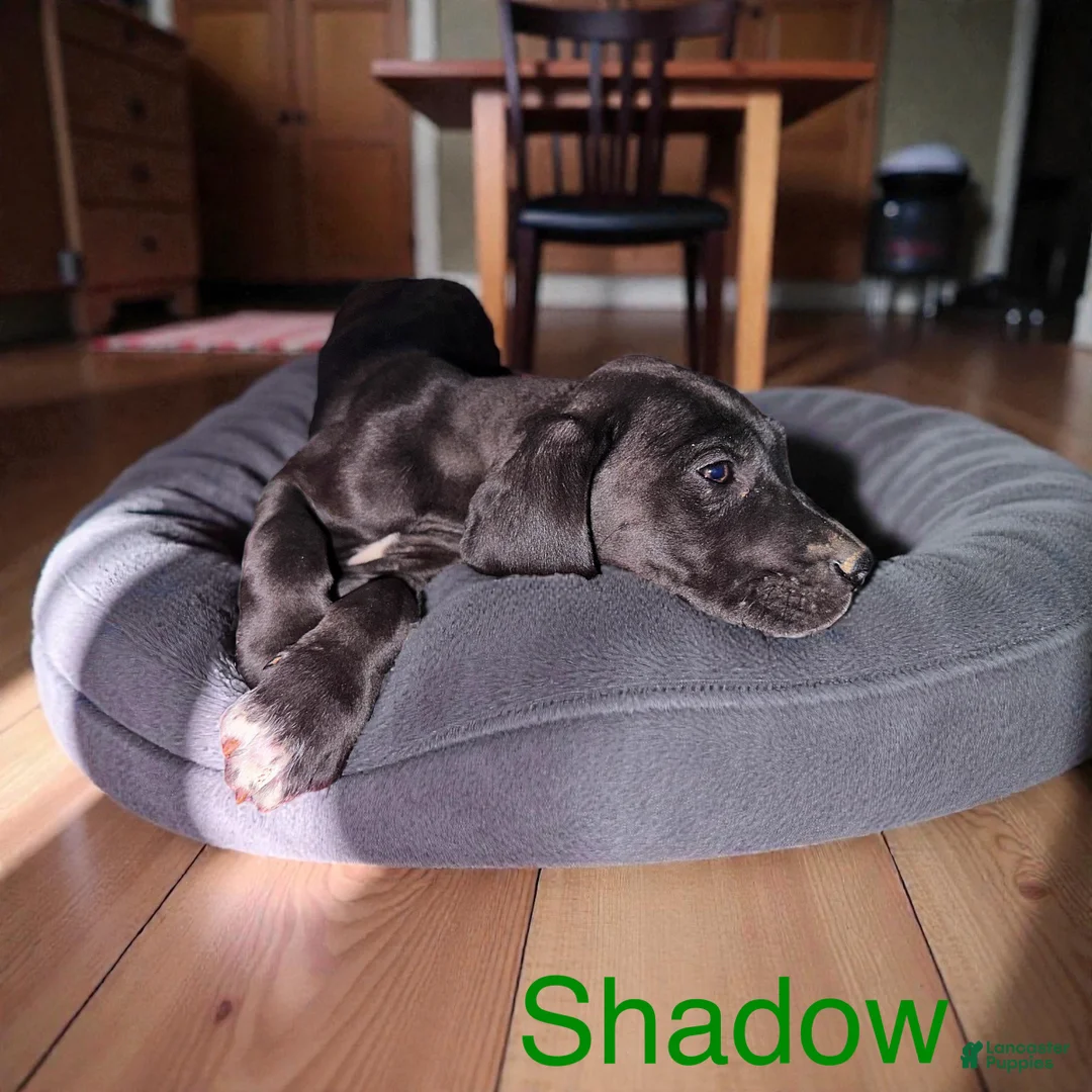 Great Dane dogs for sale: Shadow  - Ad 3