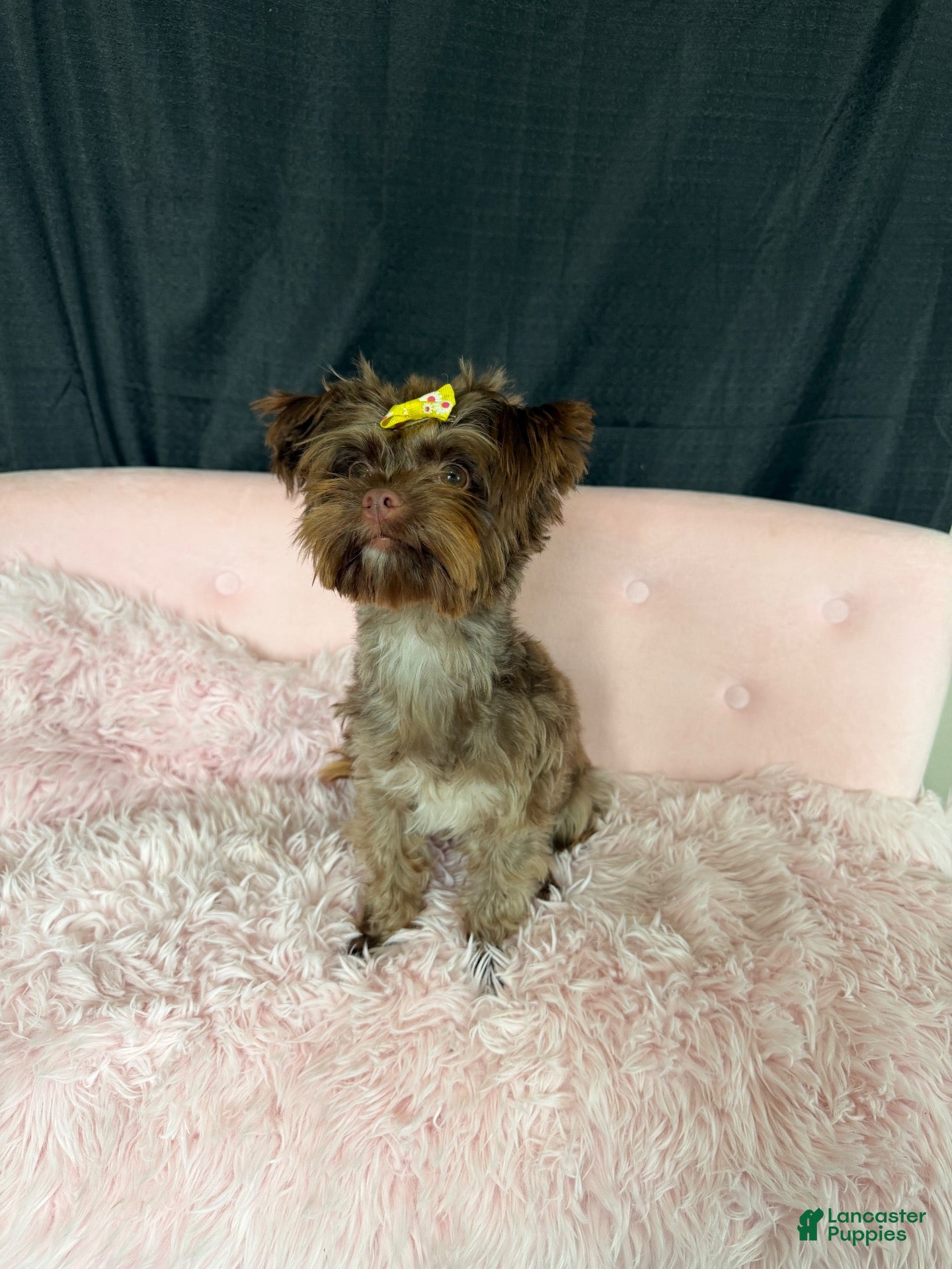 Yorkshire Terrier dogs KB Chocolate Yorkie Girl Cocobean - Ad 1
