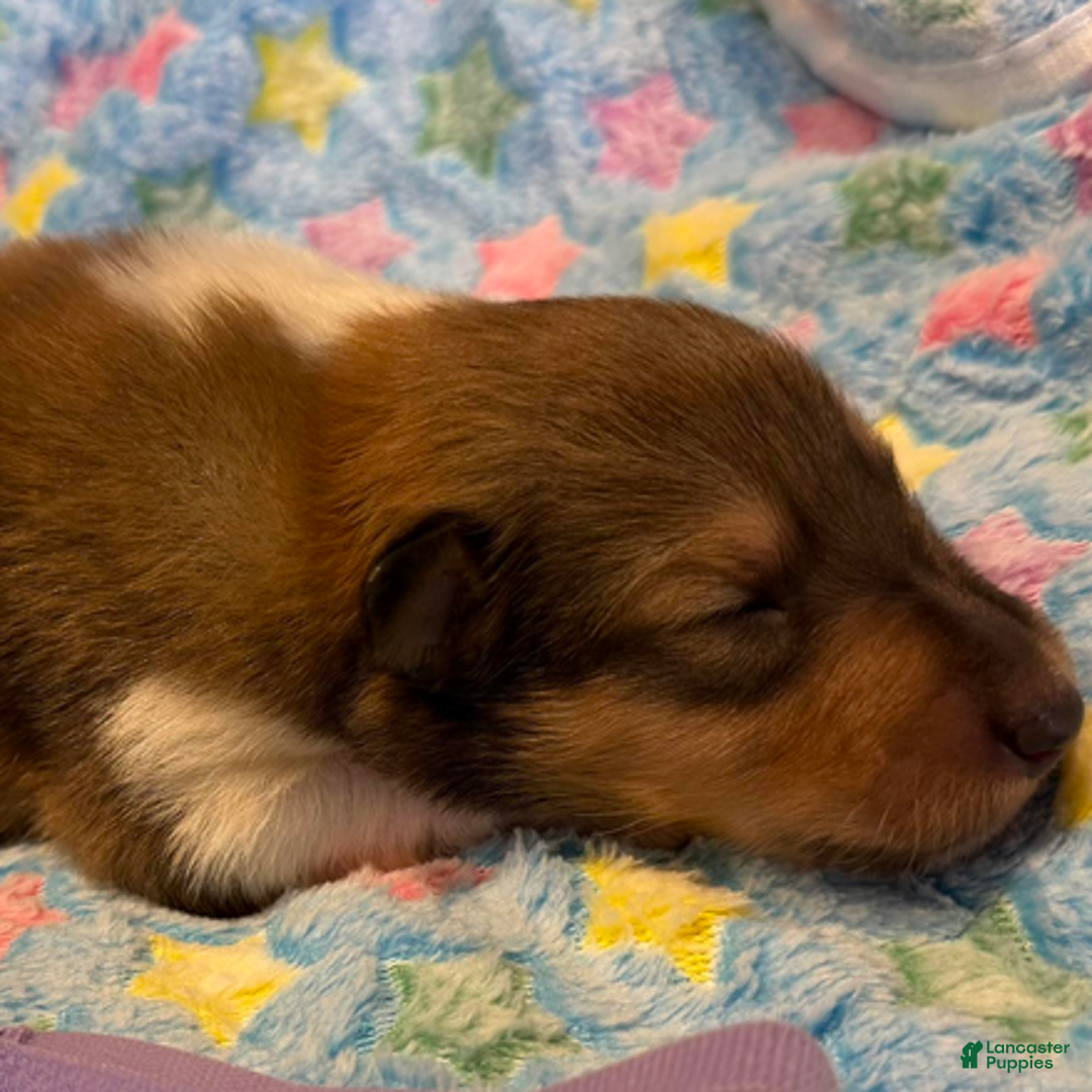 Collie dogs for sale: Jeff - Ad 4