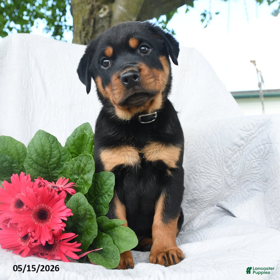 Rottweiler dogs for sale: Saturn - Ad 3