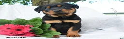 Rottweiler dogs for sale: Saturn - Ad 1