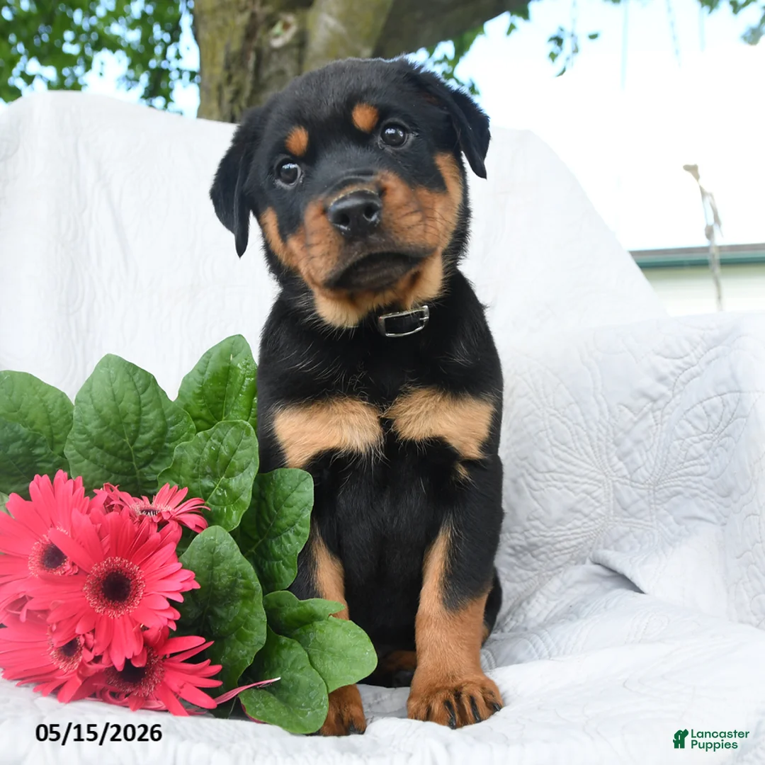 Rottweiler dogs for sale: Saturn - Ad 1