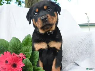 Rottweiler dogs for sale: Saturn - Ad 3