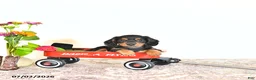Miniature Dachshund dogs for sale: Clyde - Ad 4