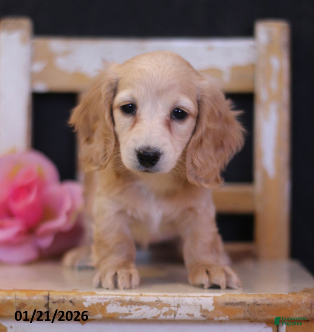 Miniature Dachshund dogs for sale: Lana - Ad 1