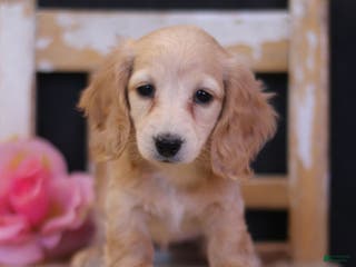 Miniature Dachshund dogs Lana - Ad 21