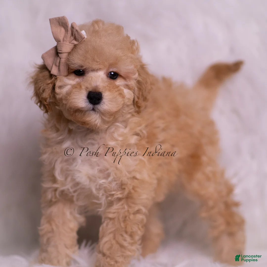 Toy Poodle dogs for sale: Tink - Ad 2
