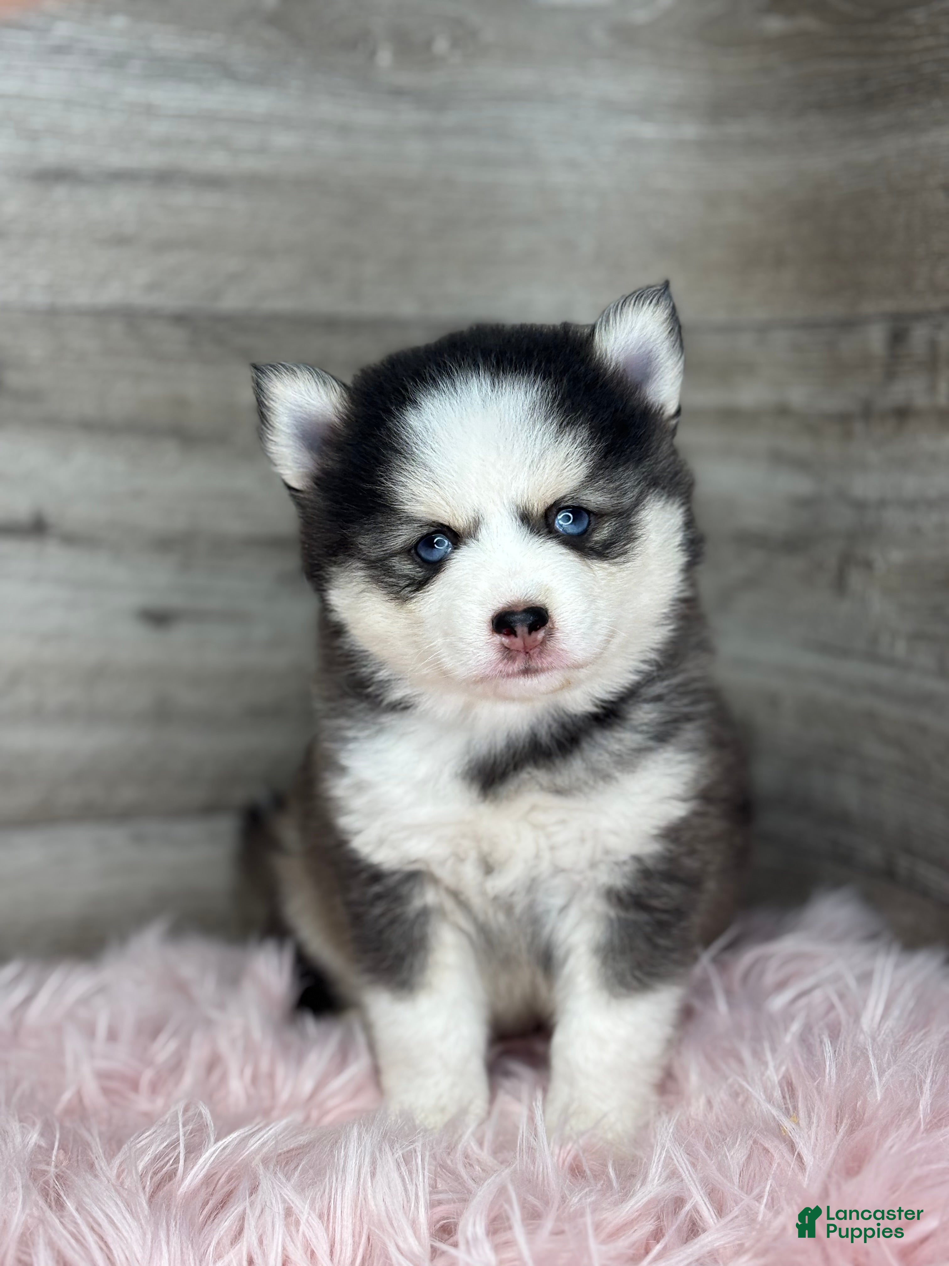 Pomsky dogs Alice - Ad 2