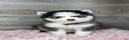 Pomsky dogs for sale: Alice - Ad 2