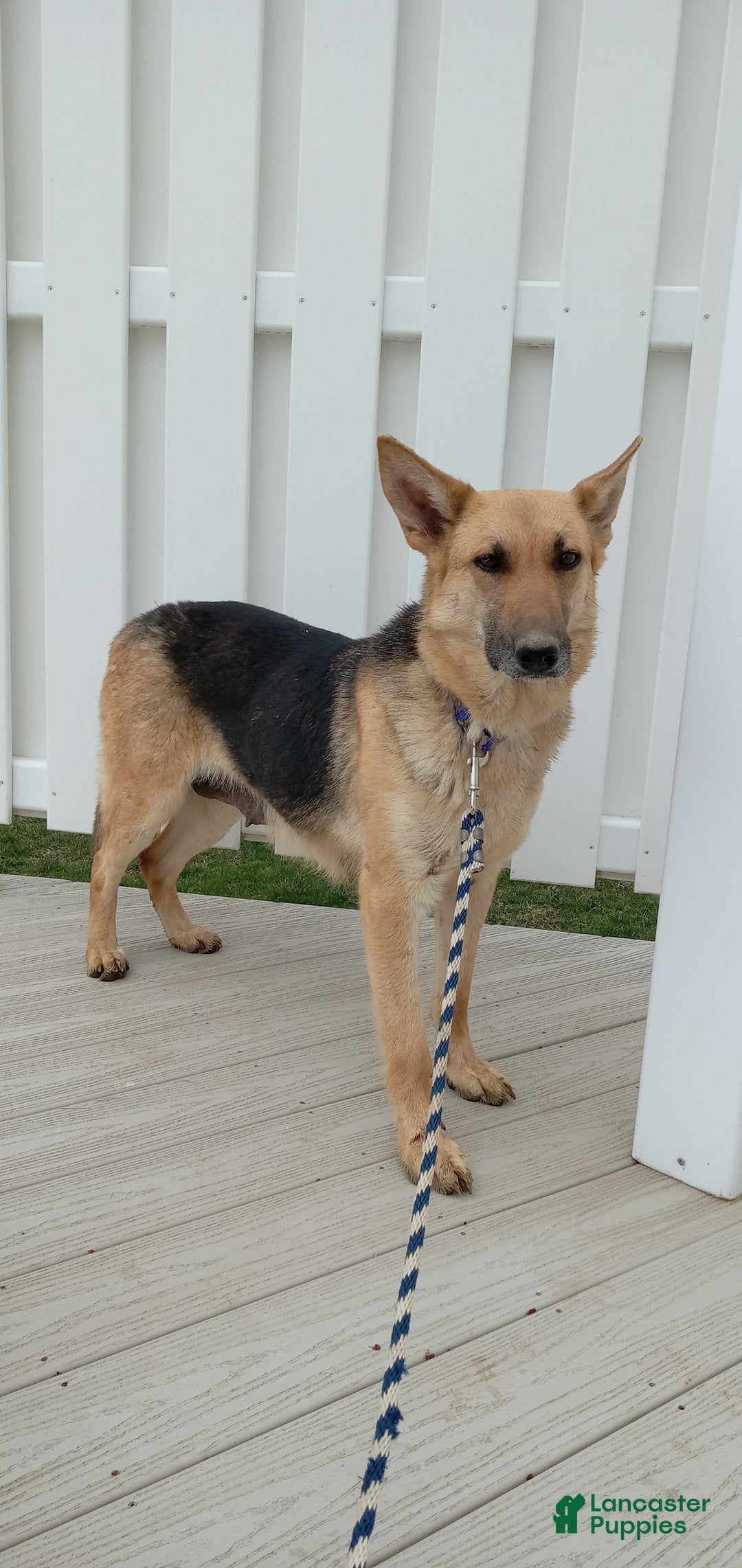 German Shepherd dogs for sale: Annie - Ad 5
